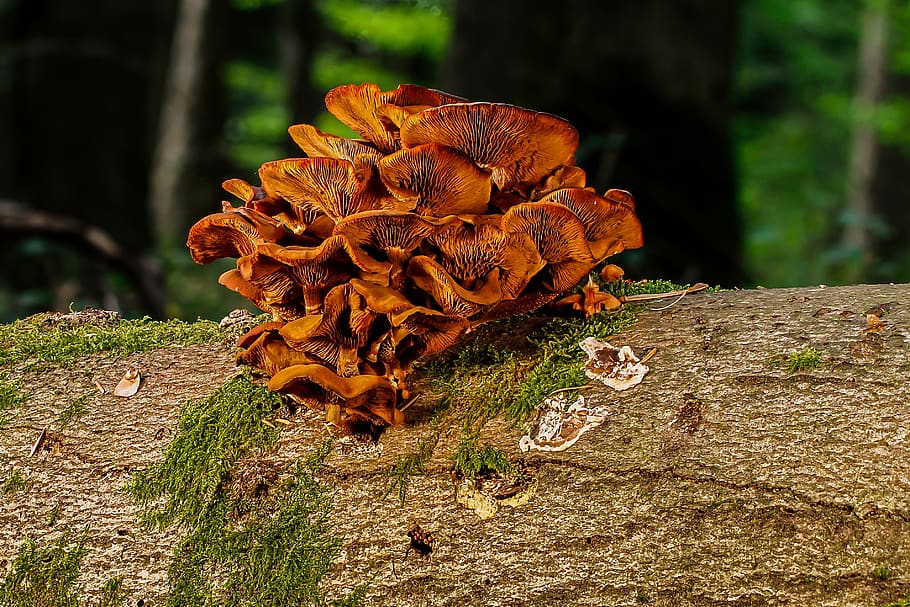 mushroom, log, forest, tribe, mushrooms, tree fungi, agaric HD wallpaper