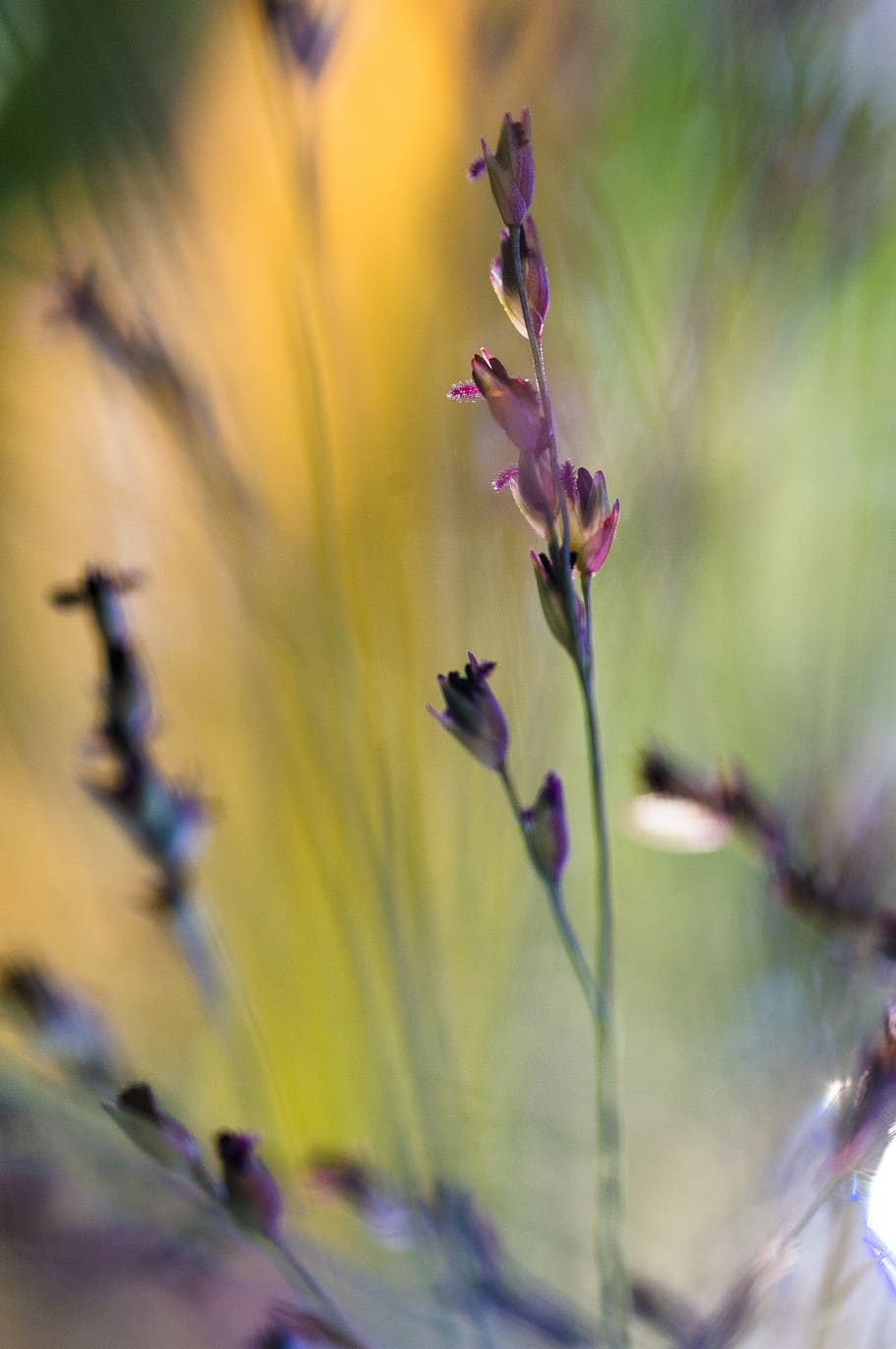 macro, nature, close up, flower, plant, flora, detail, grass HD wallpaper