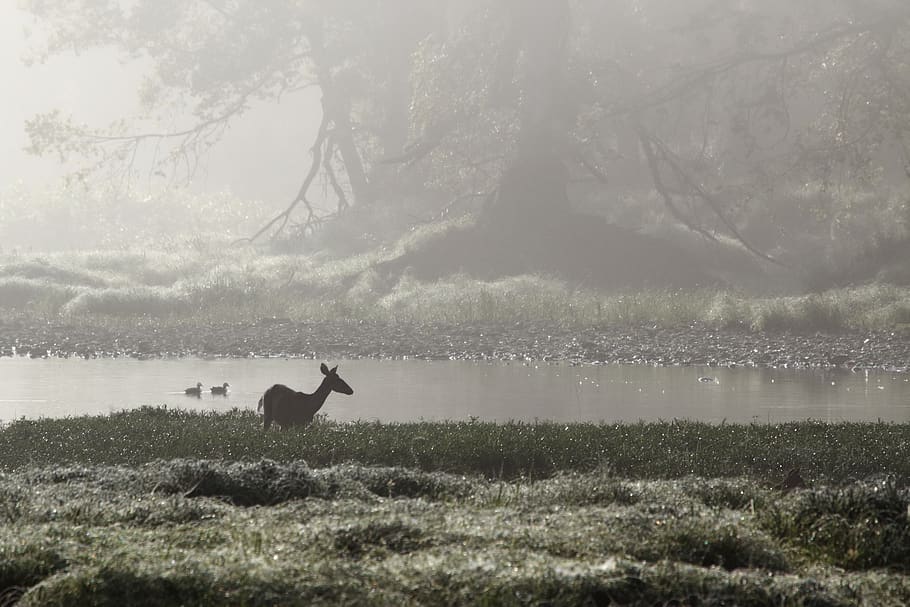 trees, forest, enchanted, morning, fog, river, mist, wildlife HD wallpaper