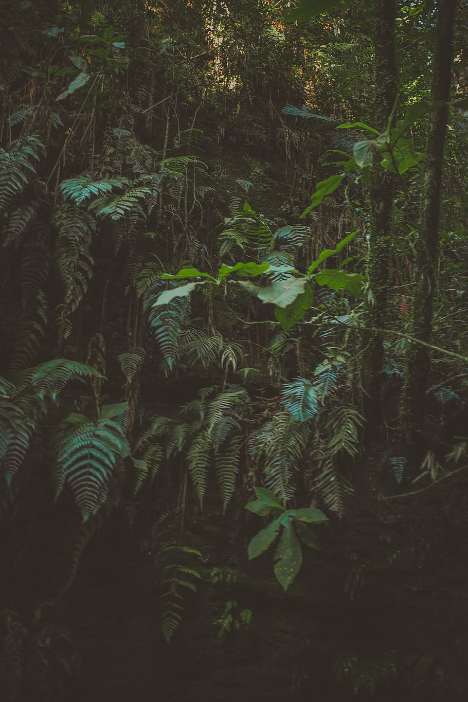 Green-leafed Trees, bright, colors, daylight, environment, fern HD wallpaper
