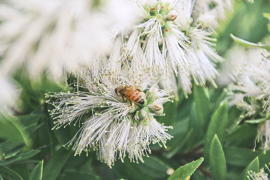 australia, leongatha, insect, bug, cute, bumble, bumblebee HD wallpaper