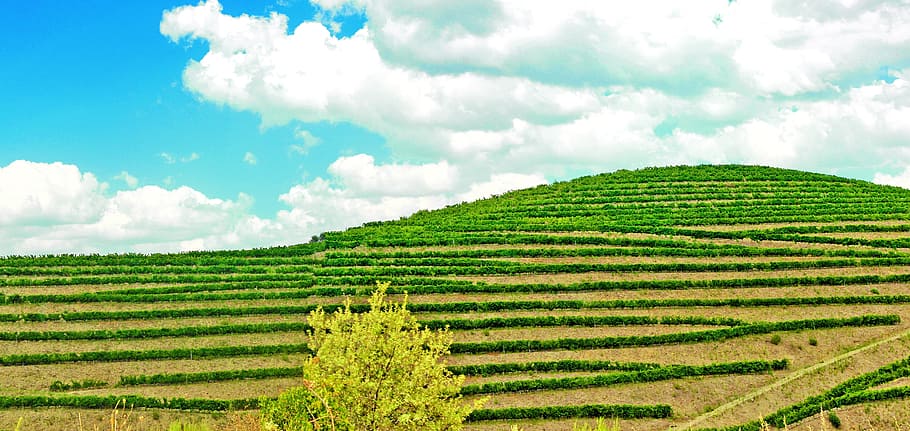 Vineyard - Douro Valley, agriculture, farm, green, landscape, HD wallpaper