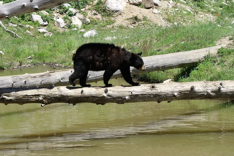 bear cub, river, wild, animal, one animal, animal themes, mammal HD wallpaper