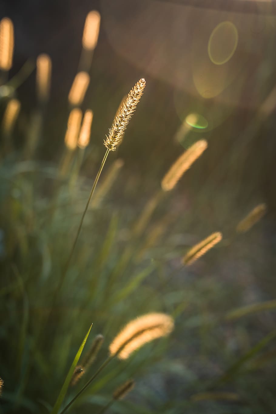 orange cattail flower, growth, plant, nature, no people, day HD wallpaper