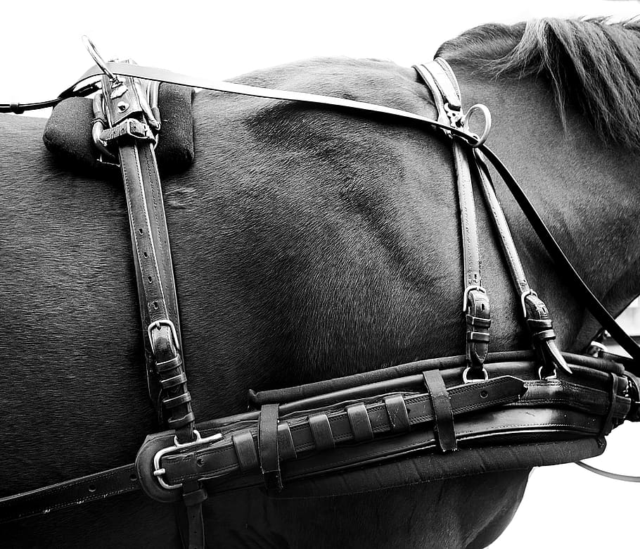 austria, vienna, saddle, leather, blackandwhite, closeup, horse HD wallpaper