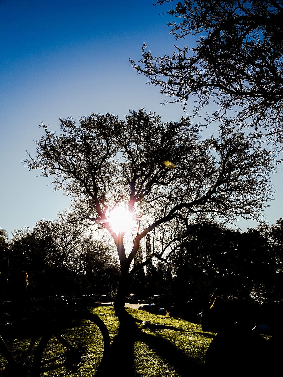 argentina, parana, tree, plant, sky, sunlight, nature, lens flare HD wallpaper