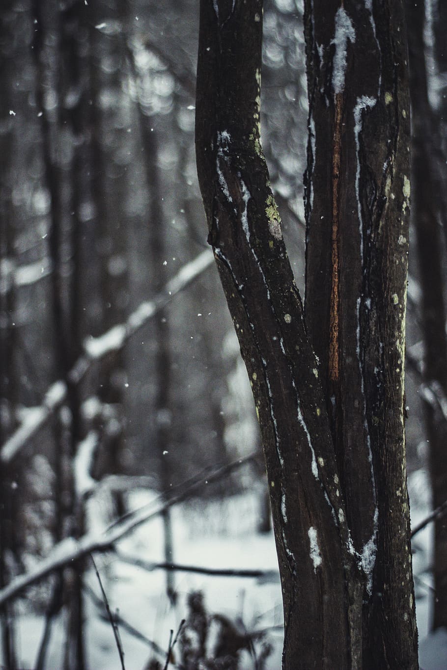 Tree Trunk , snow, focus on foreground, plant, land, forest, winter HD wallpaper