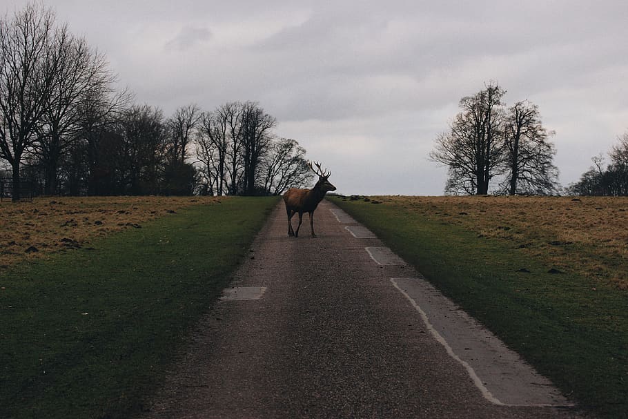 trees, forest, road, nature, deer, wildlife, animal, photograph HD wallpaper