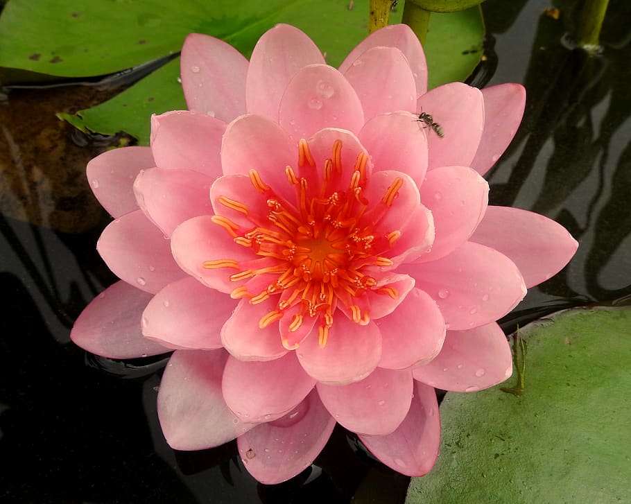 flower, flowering plant, beauty in nature, fragility, vulnerability HD wallpaper