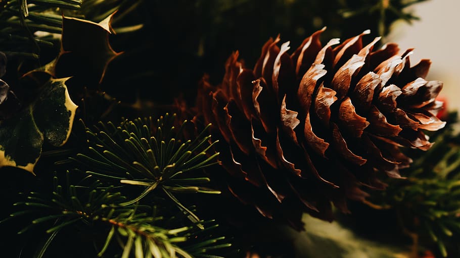 plant, tree, conifer, larch, abies, fir, sibiu, romania, pine HD wallpaper