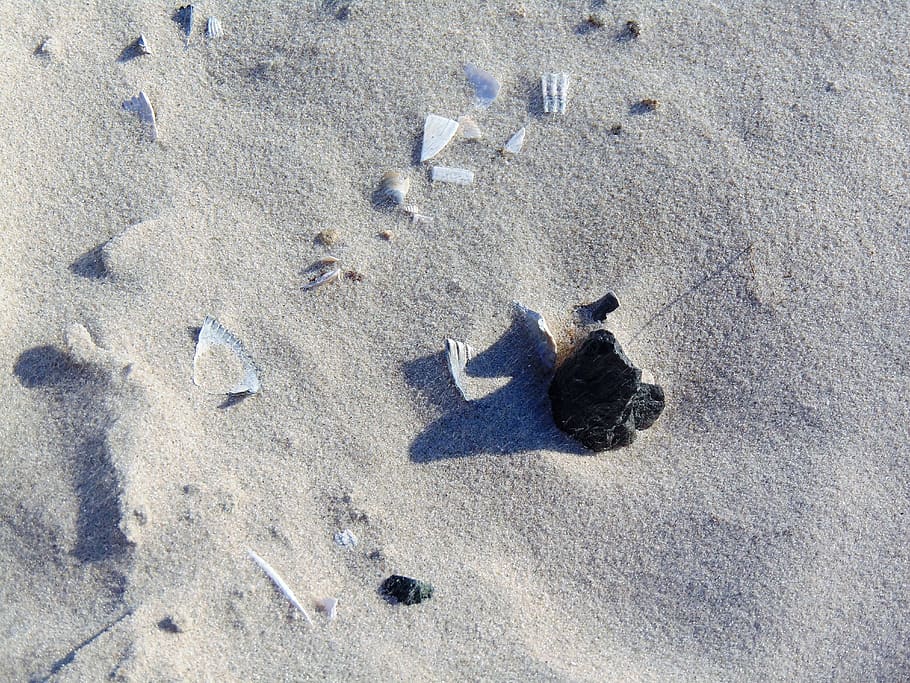 beach, shell, stone, sand, land, high angle view, nature, day HD wallpaper