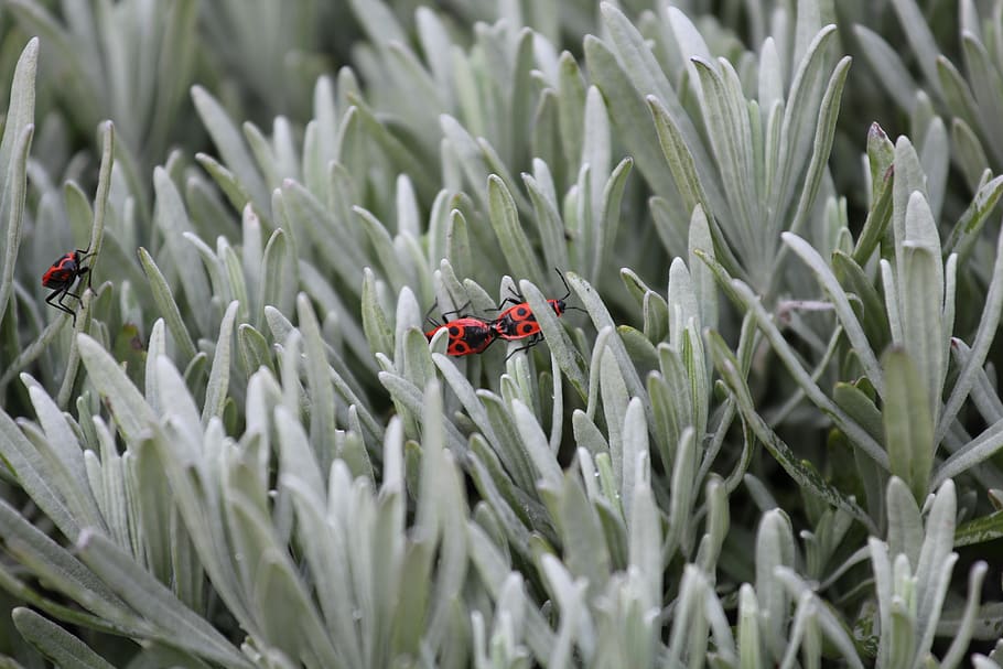 Firebugs Mating, color, insects, little, plant, succulent, invertebrate HD wallpaper