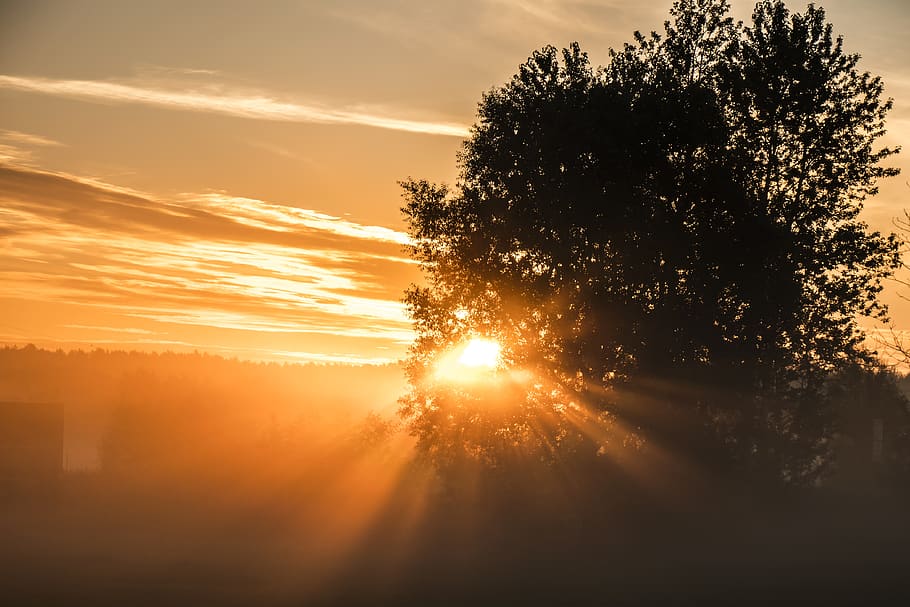 sun, nature, tree, landscape, sky, forests, fog, atmosphere HD wallpaper