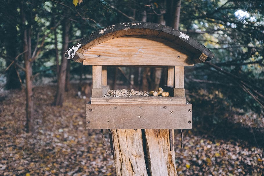 Bird feeder, autumn, bird-table, birdfeeder, birdhouse, branch, HD wallpaper