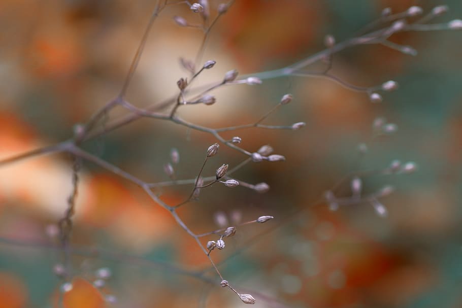 branches, nature, plant, background, forest, autumn, season HD wallpaper