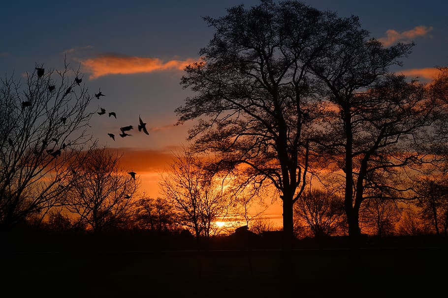 Tree during Afternoon, dawn, sky, sunrise, sunset, trees, silhouette HD wallpaper