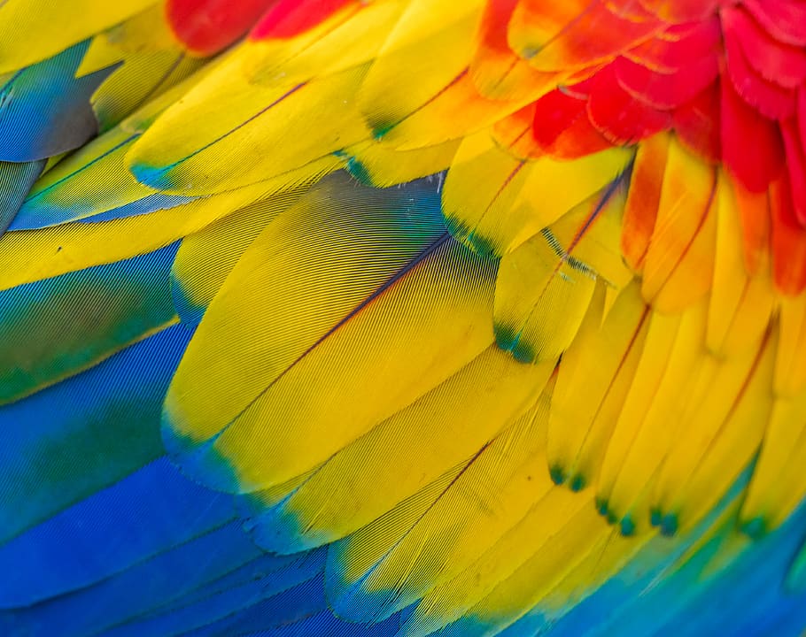 red, yellow and blue macaw, multi colored, close-up, full frame HD wallpaper