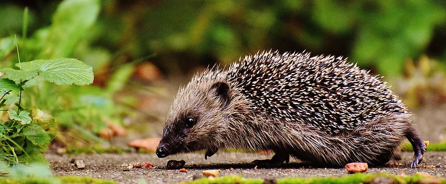 Gray Hedgehog Sniffing on Brown Soil, animal wildlife, one animal HD wallpaper