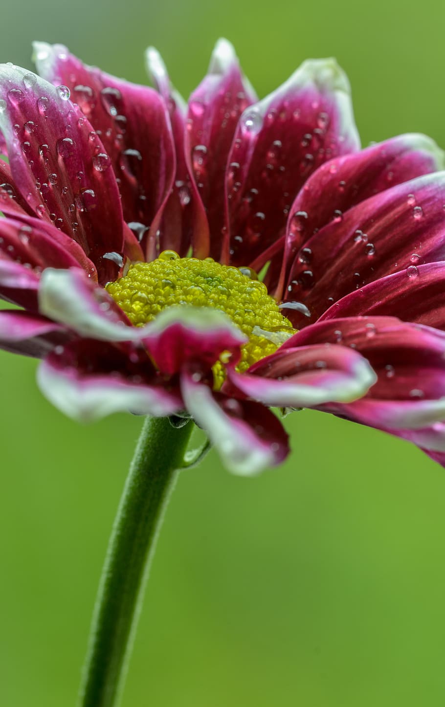 nature, clean, fresh, closeup, macro, yellow, green, red, droplet HD wallpaper