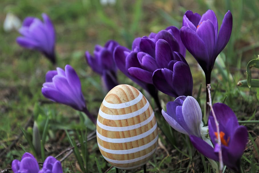 egg, garden, easter, crocus, spring, decoration, symbol, gardening HD wallpaper