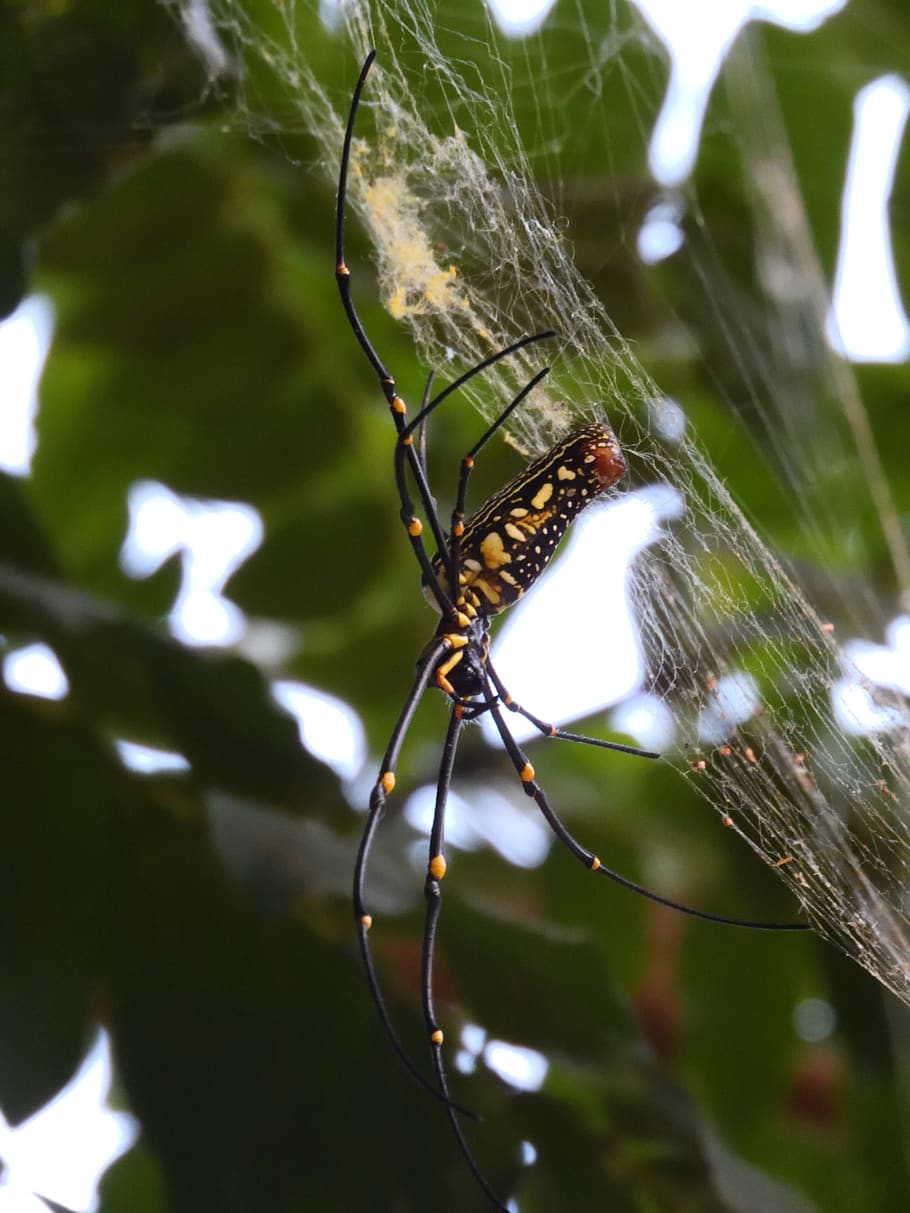 spider, orb weaver, garden, web, nature, arachnophobia, yellow HD wallpaper
