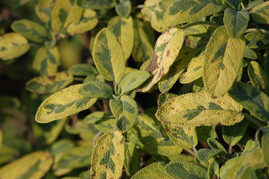 garden, sage, aromatic, kitchen, nature, leaf, an ingredient HD wallpaper