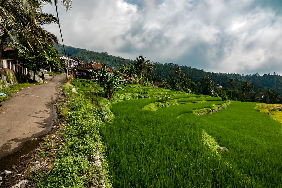 View of Rice Fields, clouds, cropland, daylight, environment HD wallpaper