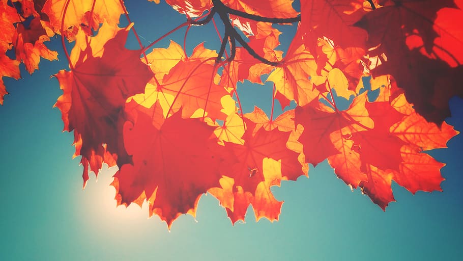 red maple leaf, autumn, plant part, change, orange color, beauty in nature HD wallpaper