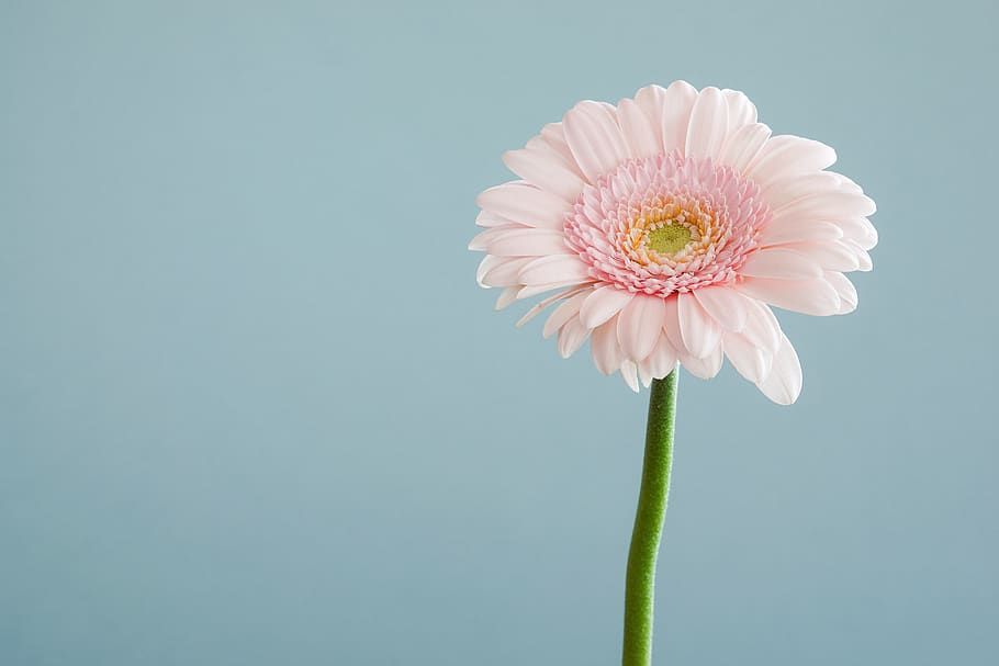 flowers, nature, blossoms, stems, stalk, pink, carnation, petals HD wallpaper
