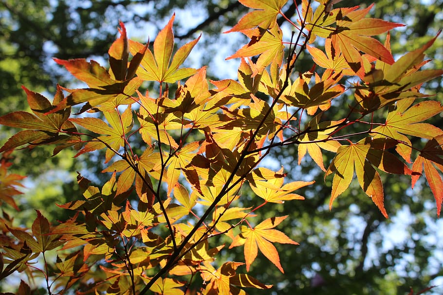 leaf, plant, tree, maple, arlington, tx, united states, botanical gardens HD wallpaper