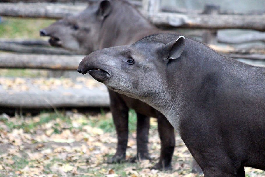tapirs, animals, later, tapirus terrestris, zoo, nature, living nature, HD wallpaper