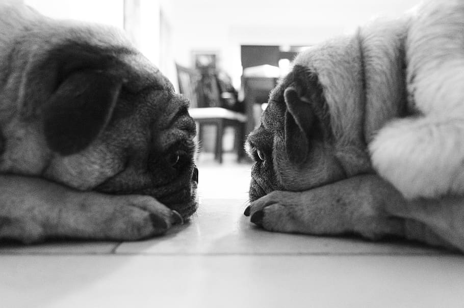 mexico, mérida, dogs, pets, black and white, portrait, domestic HD wallpaper