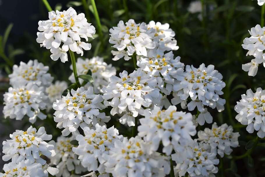 flower, white, bloom, garden, blossom, plant, spring, nature HD wallpaper