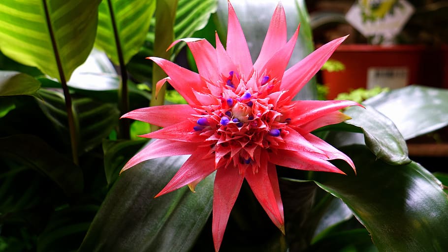 Pink Bromeliad Flower in Close-up Photography, beautiful, bloom, HD wallpaper