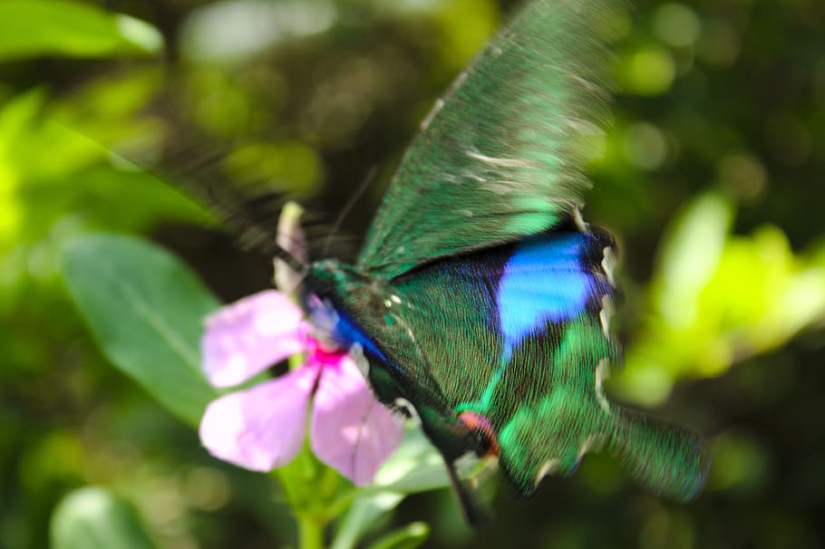 butterfly, animal, animal themes, animal wildlife, one animal HD wallpaper