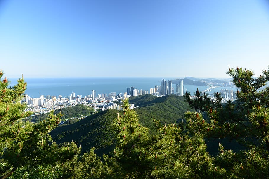 south korea, busan, jangsan-ro, plant, tree, sky, architecture, HD wallpaper