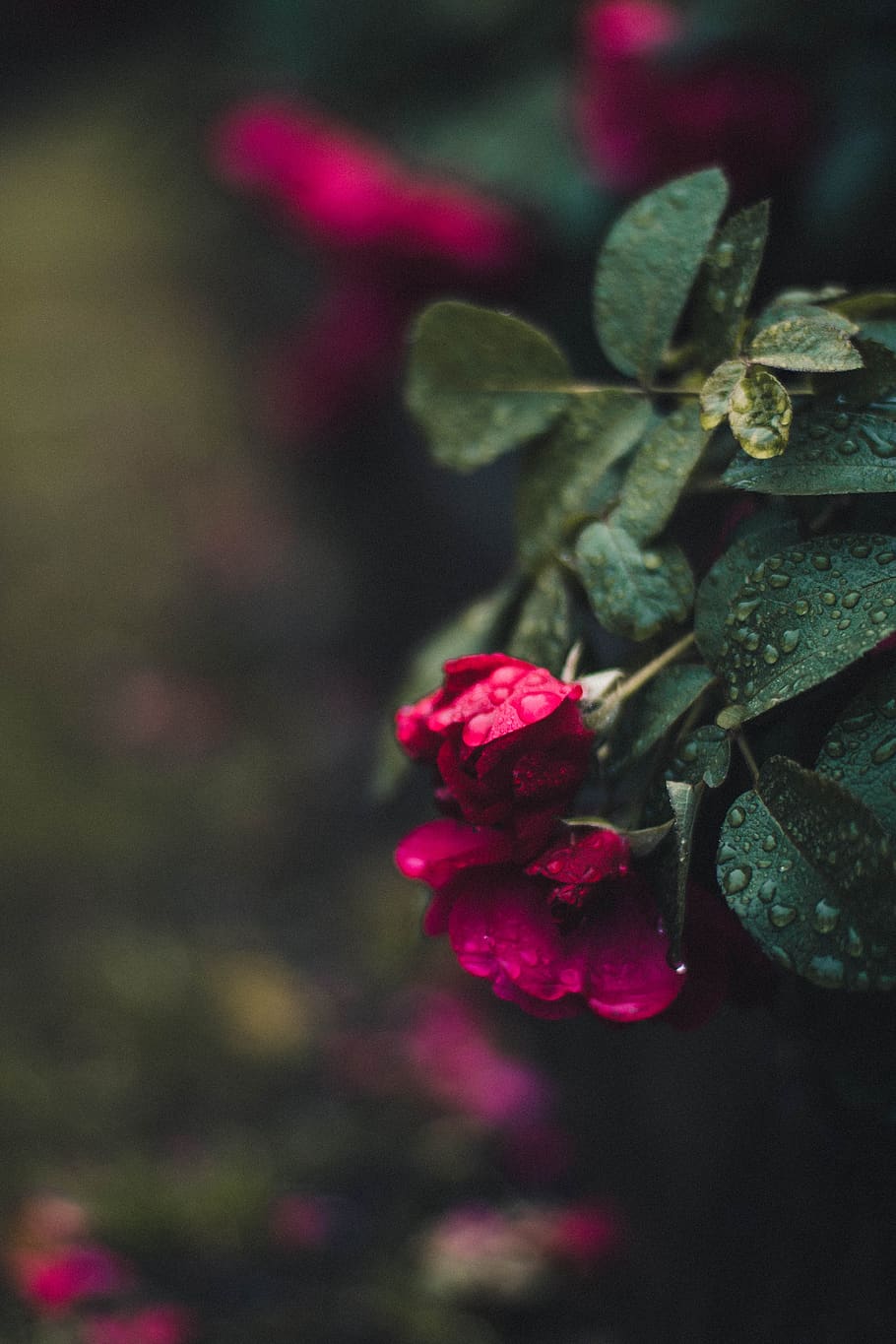 Red Roses, beautiful, blooming, blur, bright, close-up, color HD wallpaper