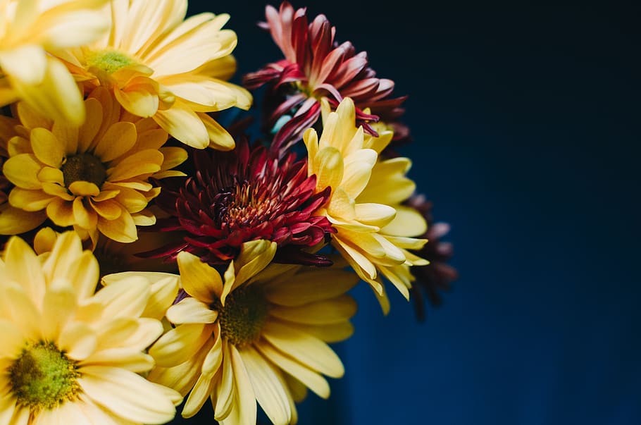 flowers, bloom, yellow, red, petals, flowering plant, vulnerability HD wallpaper