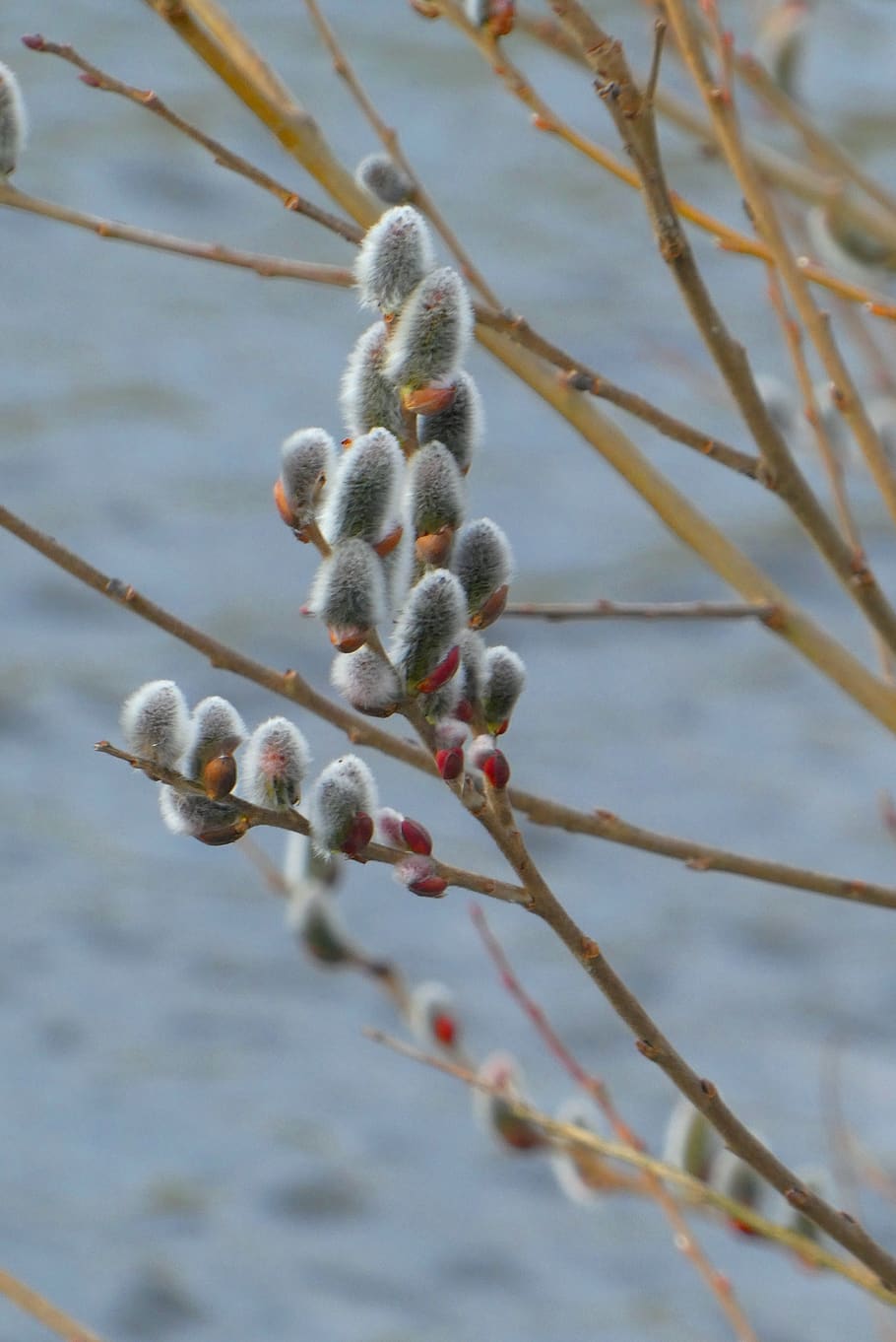 willow kittens, spring, bloom, hairy, pollen, plant, growth HD wallpaper