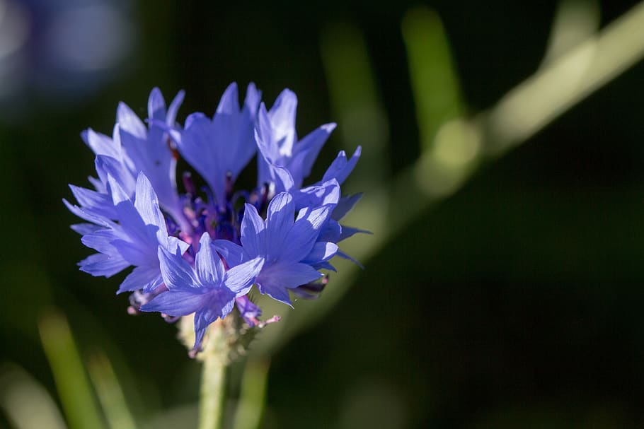 cornflower, blossom, bloom, nature, plant, background, meadow HD wallpaper