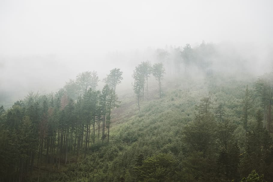 green trees, fog, weather, nature, forest, mist, outdoors, cloudy HD wallpaper