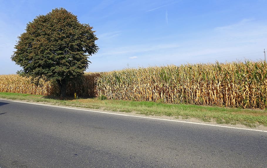 way, field, corn, tree, landscape, sky, agriculture, weather HD wallpaper