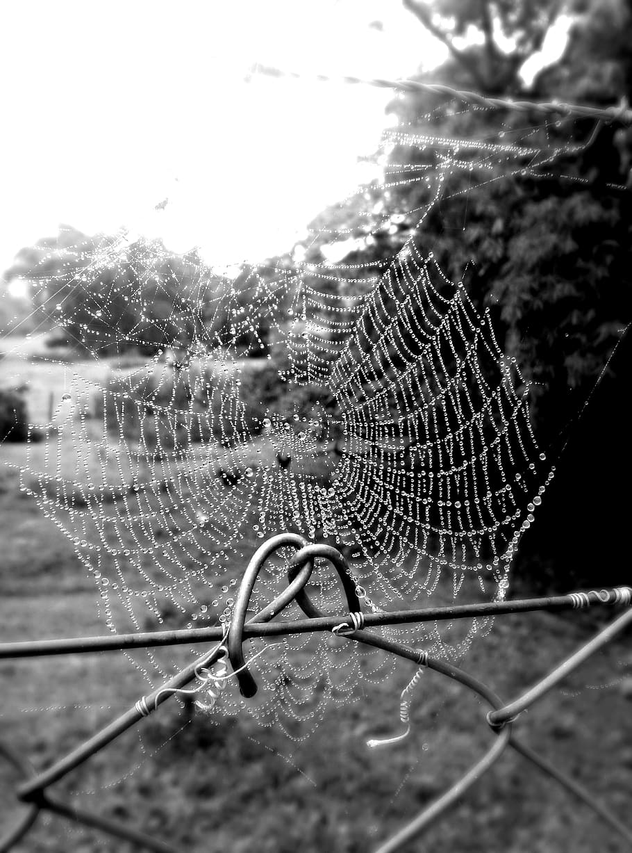 #lg #optimusg #spider #shot, spider web, focus on foreground
