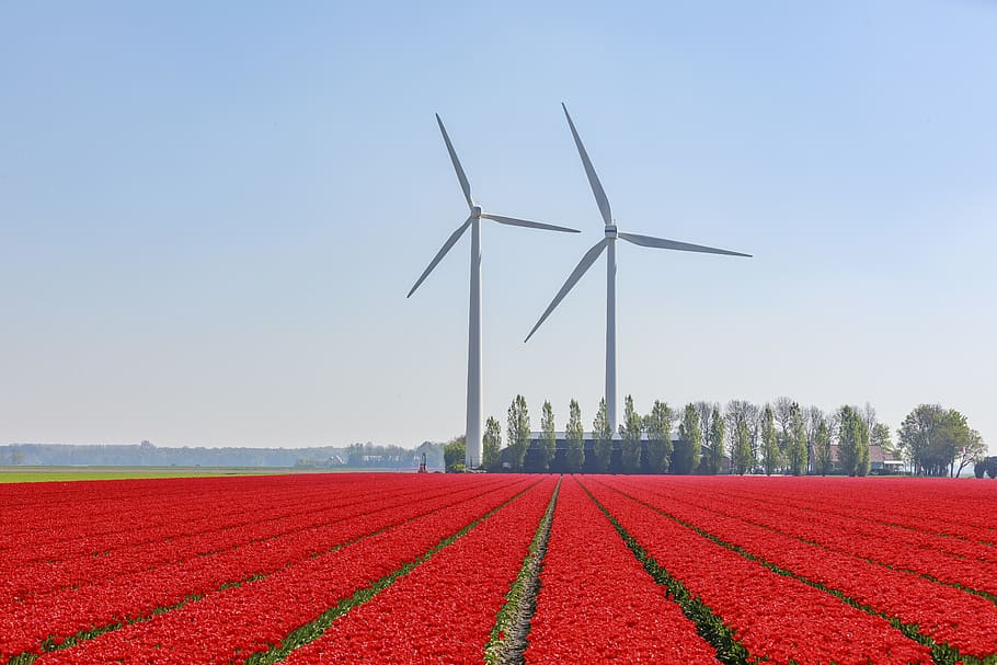 red flower field near wind turbines, motor, machine, engine, netherlands, HD wallpaper