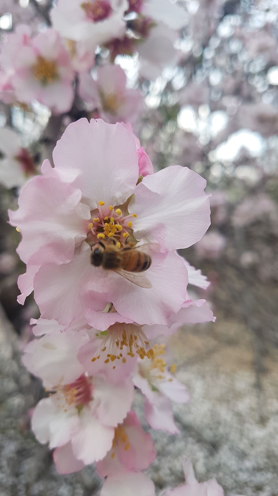 bee, flower, spring, almond, pollen, bloom, insect, summer HD wallpaper