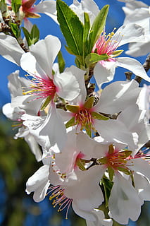 spring flower, kikelet pansio, nature, flora, white, garden HD wallpaper
