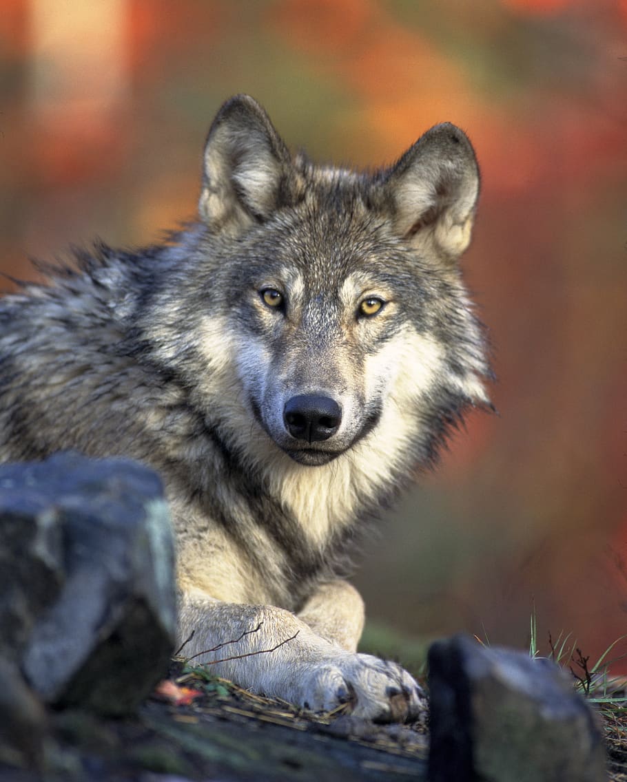 Closeup Photography of Wold Lying on Ground, animal, hunter, nature HD wallpaper