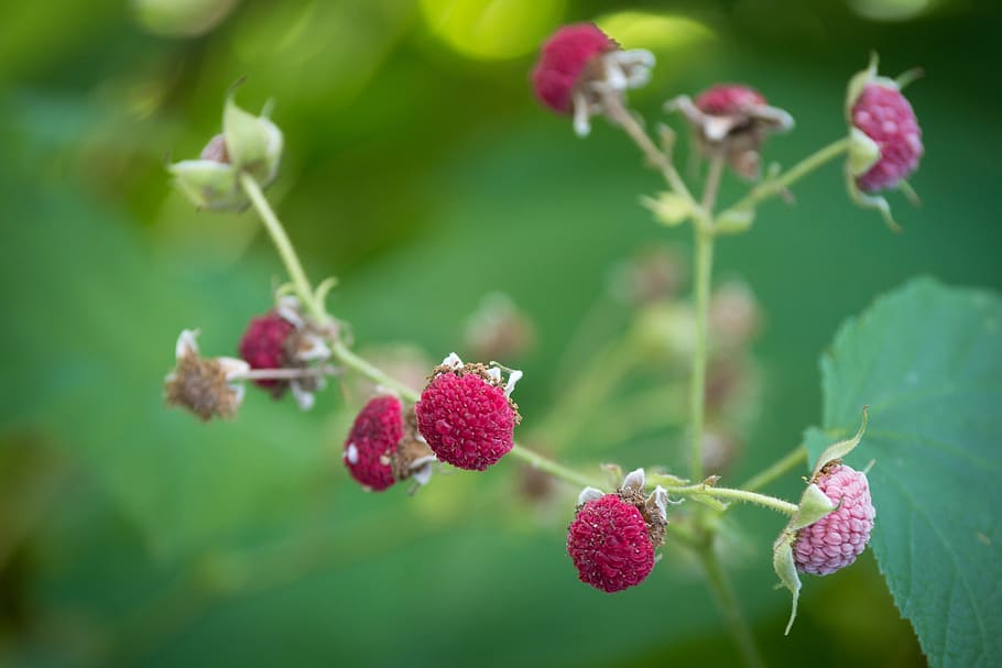 cinnamon raspberry, pink, fruit, ornamental shrub, garden, nature HD wallpaper