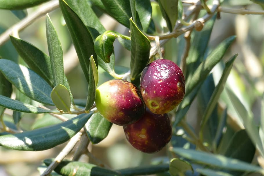 olive, olive tree, mediterranean, olive leaf, fruit, healthy eating HD wallpaper