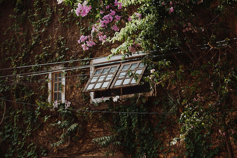 Brown Wooden Framed Glass Window, architecture, branch, building HD wallpaper